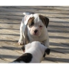 AMERICAN BULLDOG